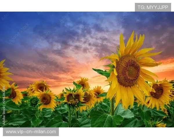 太阳多点开花——点亮生活的无限可能